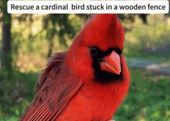 Rescue cardinal bird stuck in wooden fence rescue animals cute… Beautiful Dogs Love (1)