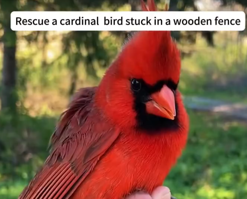 Rescue cardinal bird stuck in wooden fence rescue animals cute… Beautiful Dogs Love (1)